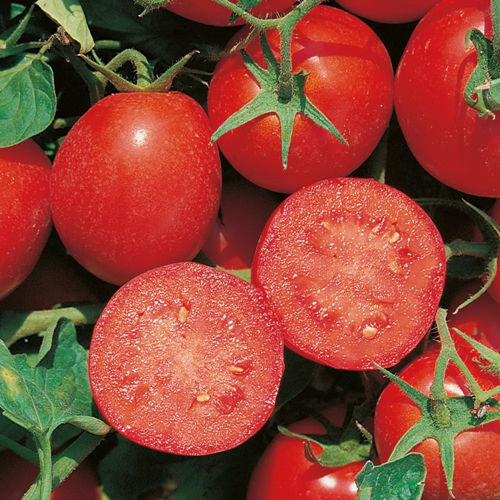 Pomidor Gruntowy Red Sky F1