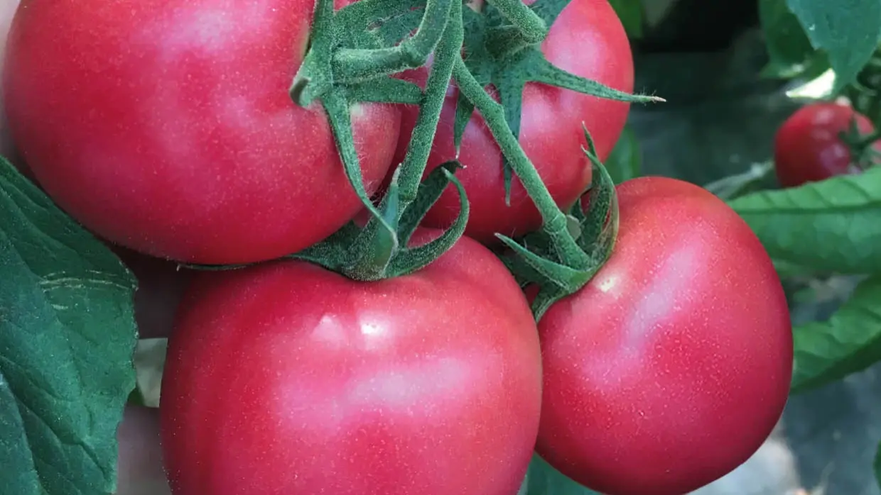 Tomate unter Abdeckung Gryphon