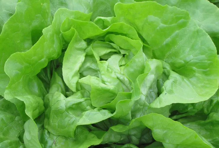 Salat Butterkopf Speranzia Präzise