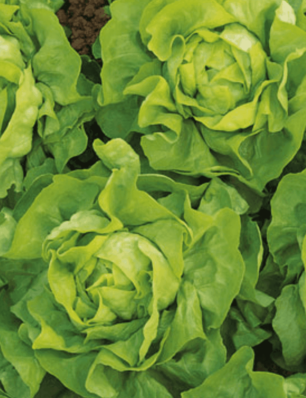 Feldsalat Melodion