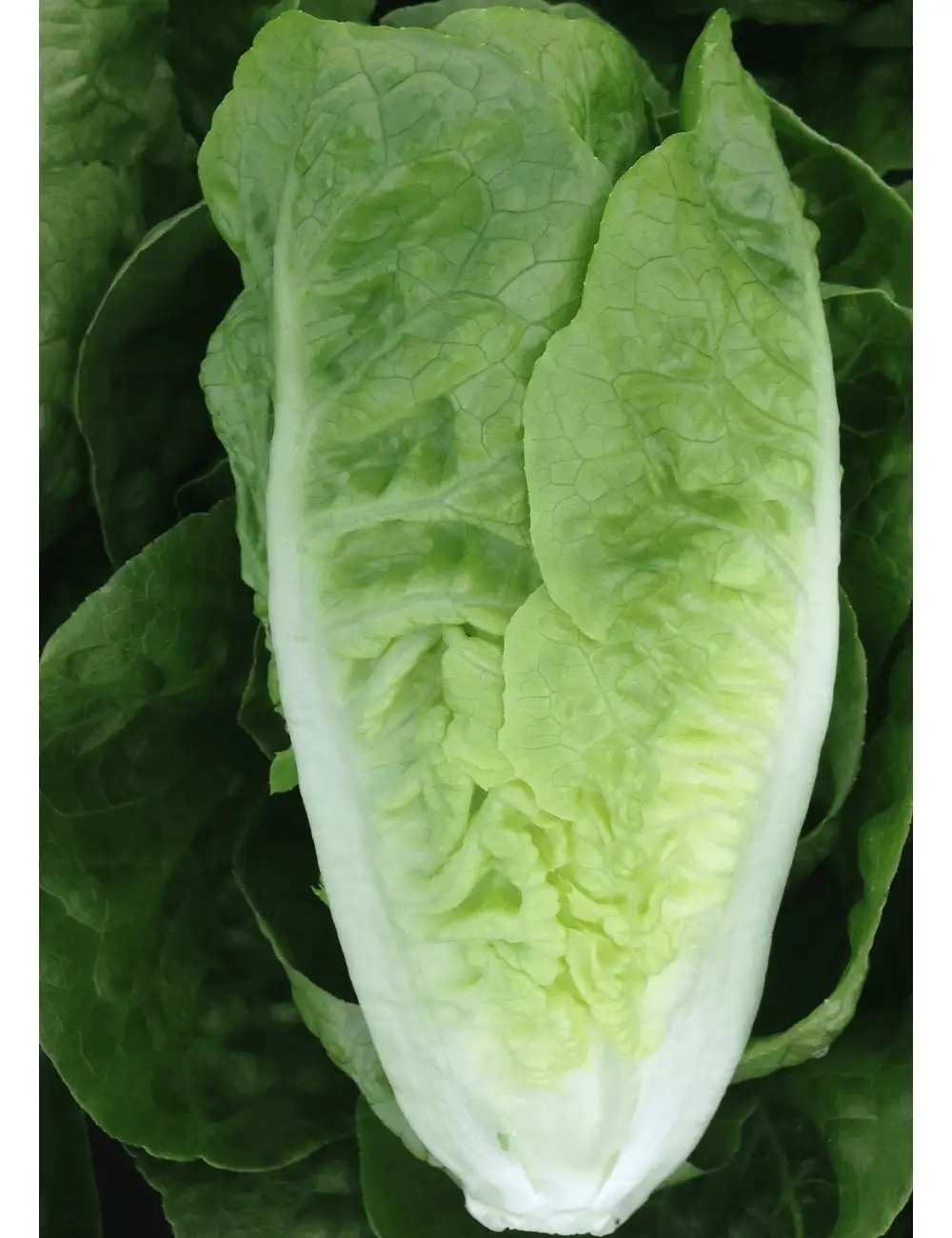 Lettuce Mini Romaine Rugbee Coated