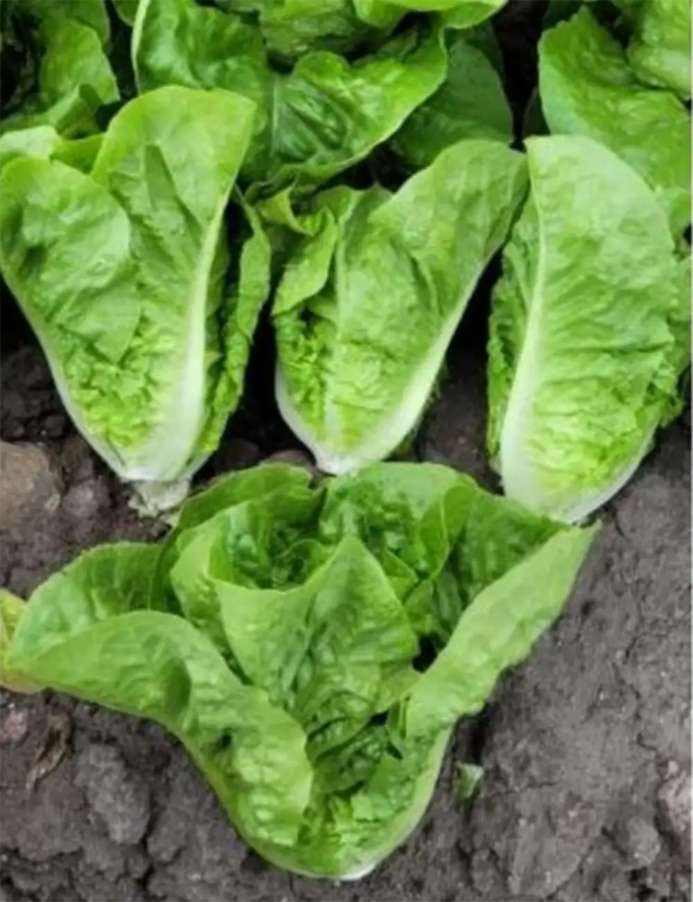 Lettuce Romaine Bambera Coated Seeds