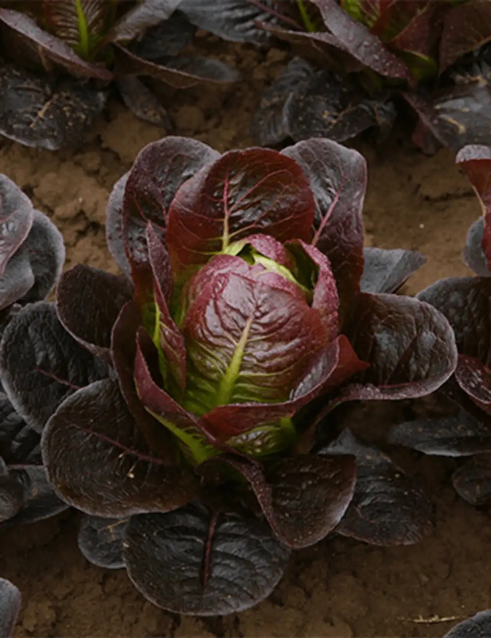 Lettuce Romaine Red Moonred