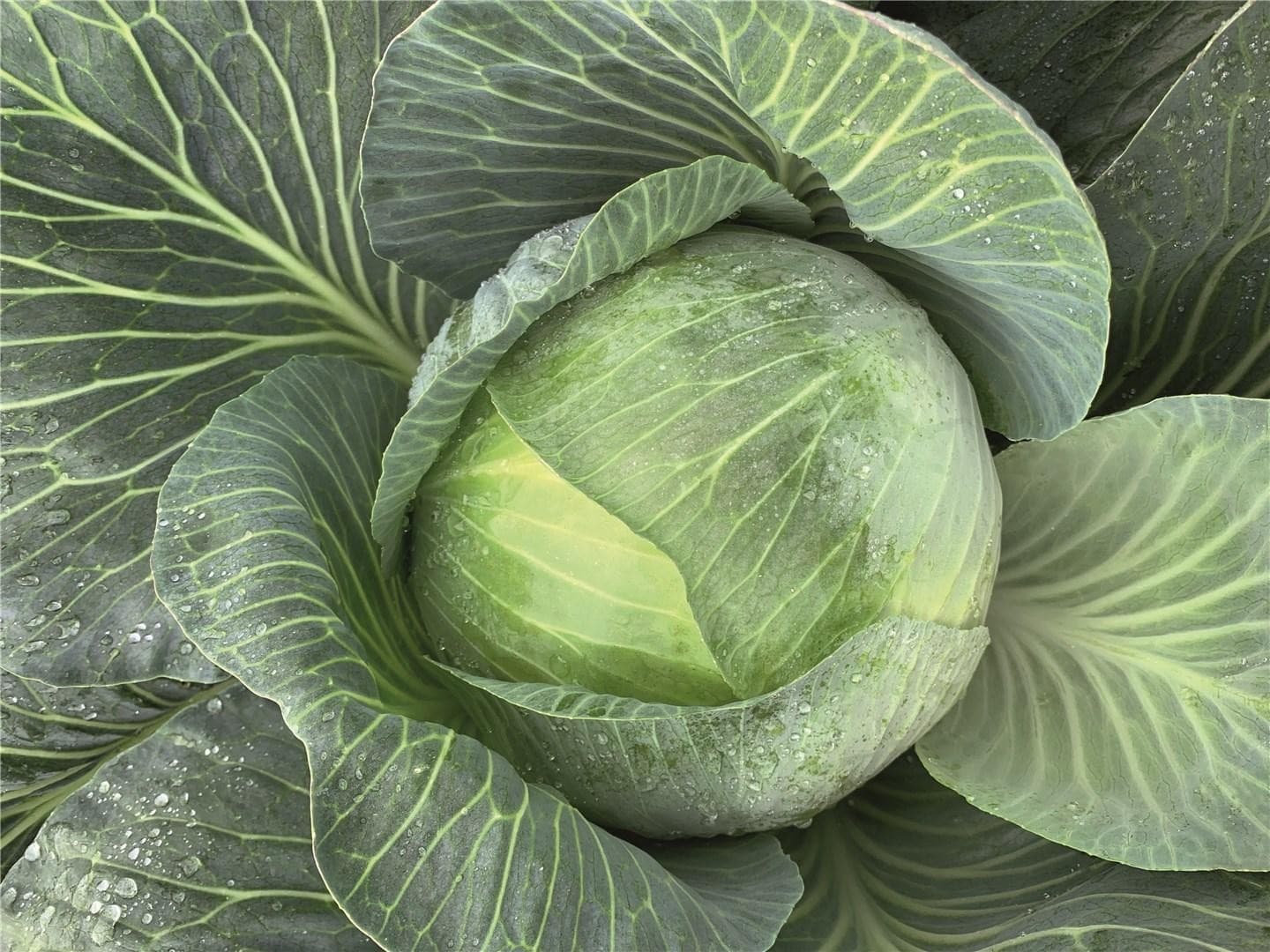 Weißkohl Expectation Prec.