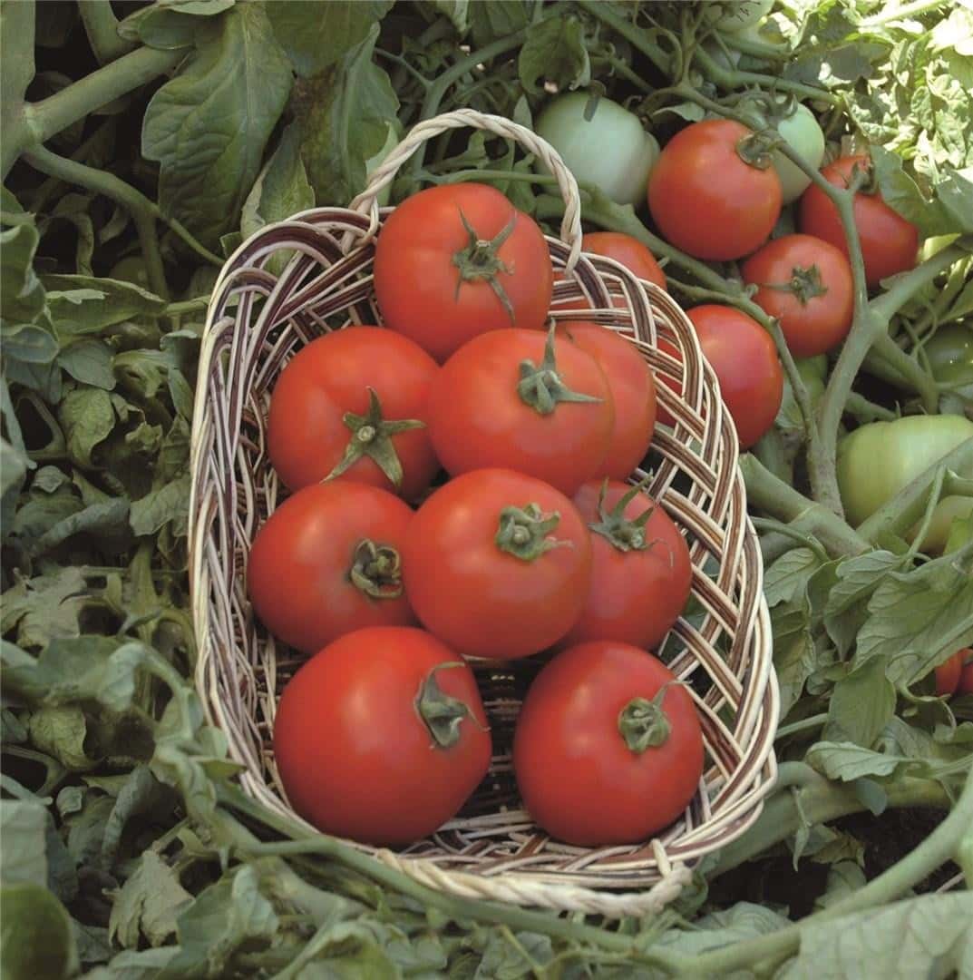 Tomate Polbig N