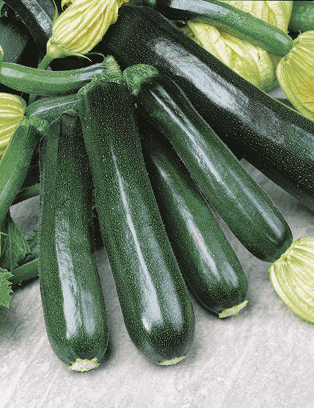 Kürbis Gewöhnliche Zucchini Black Beauty Samen