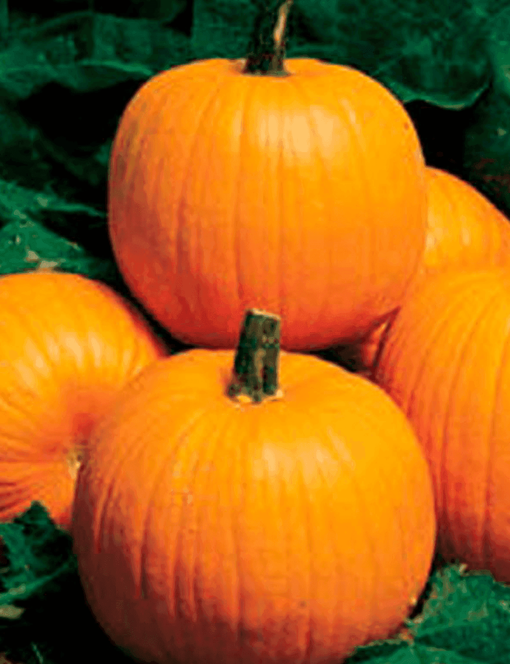 Halloween-Kürbis Howden Premium
