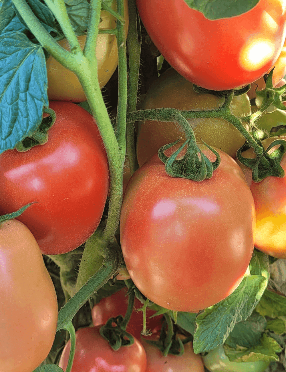 Tomate Pink Soul Samen
