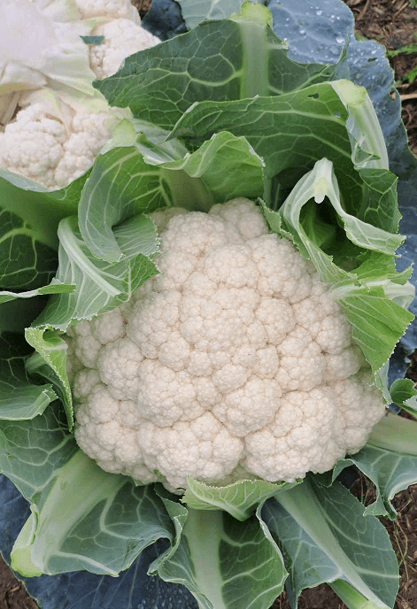 Cauliflower Salomo Seeds