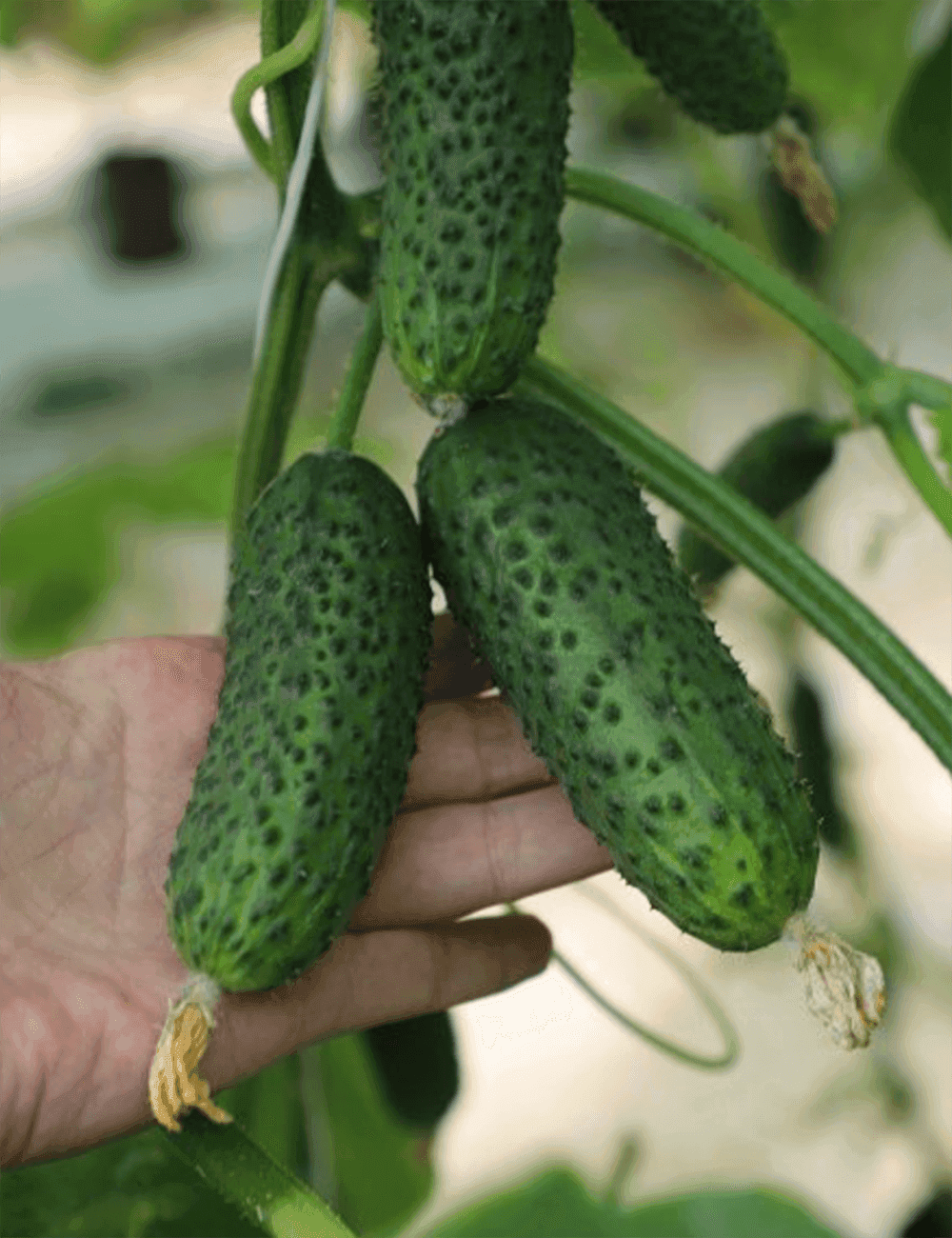 Gurke Madeira