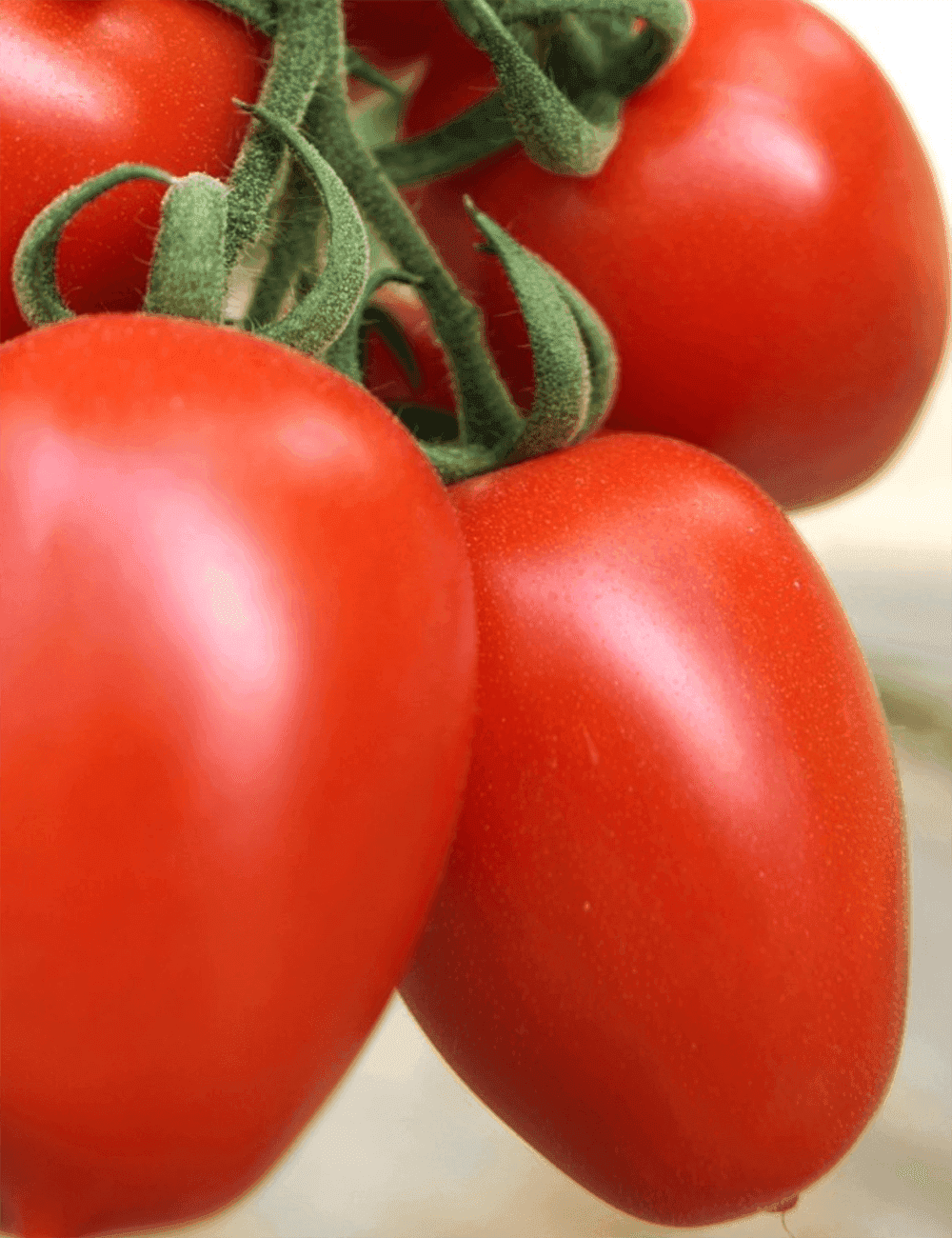 Tomate Freiland Gong