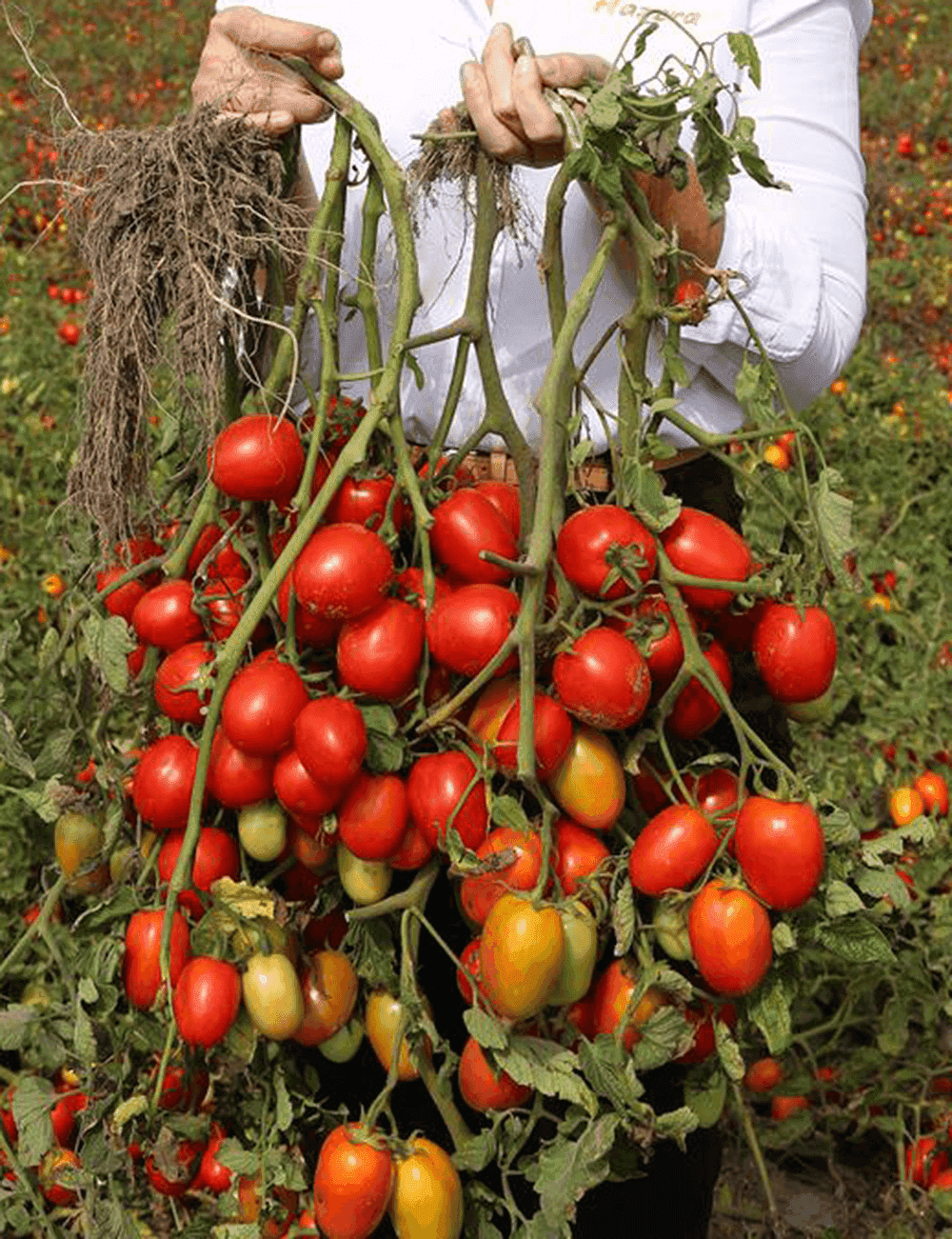 Tomate Freiland Enotrio Umhüllung