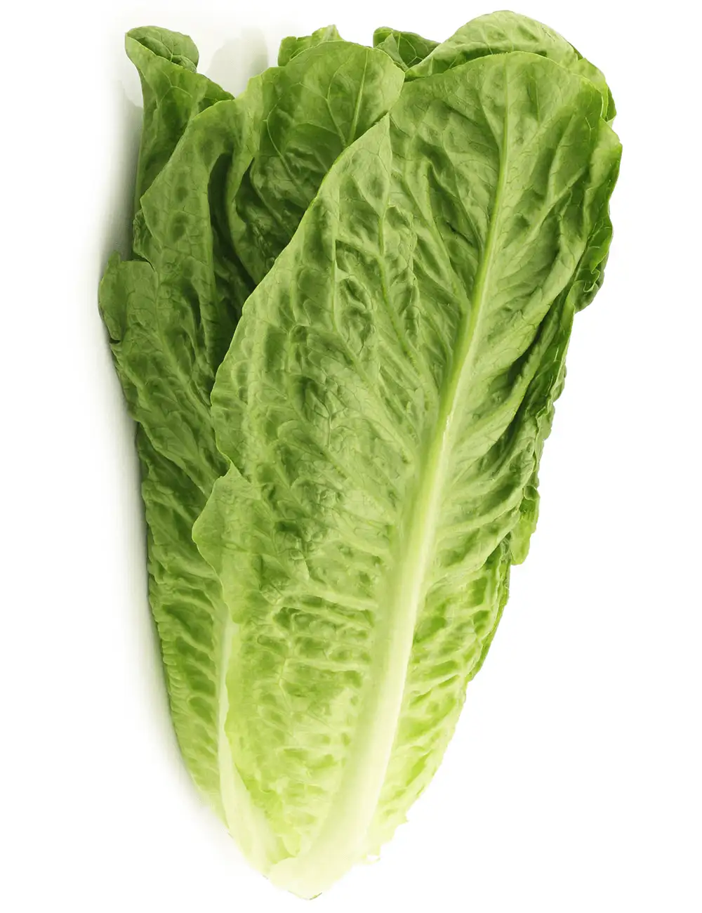 Lettuce Romaine Yambu Coated