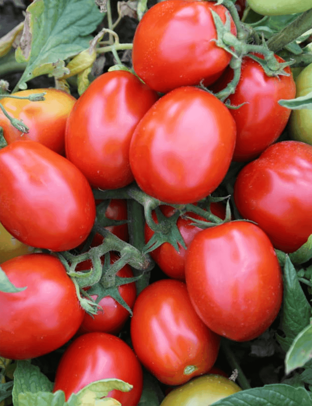 Tomate Freiland Faber F1 Umhüllt