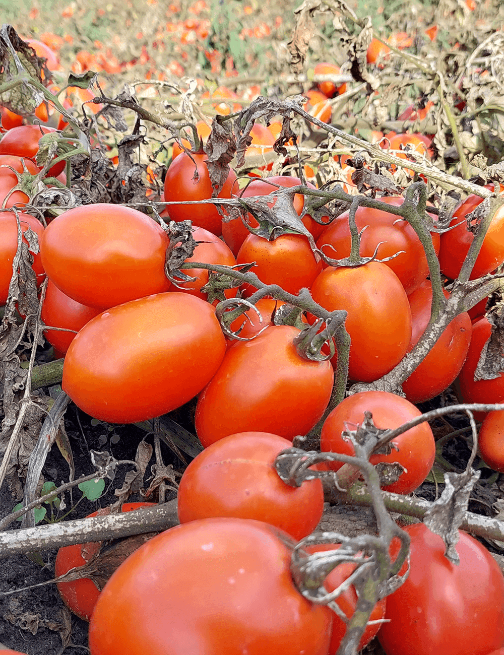 Tomate N 0296 F1