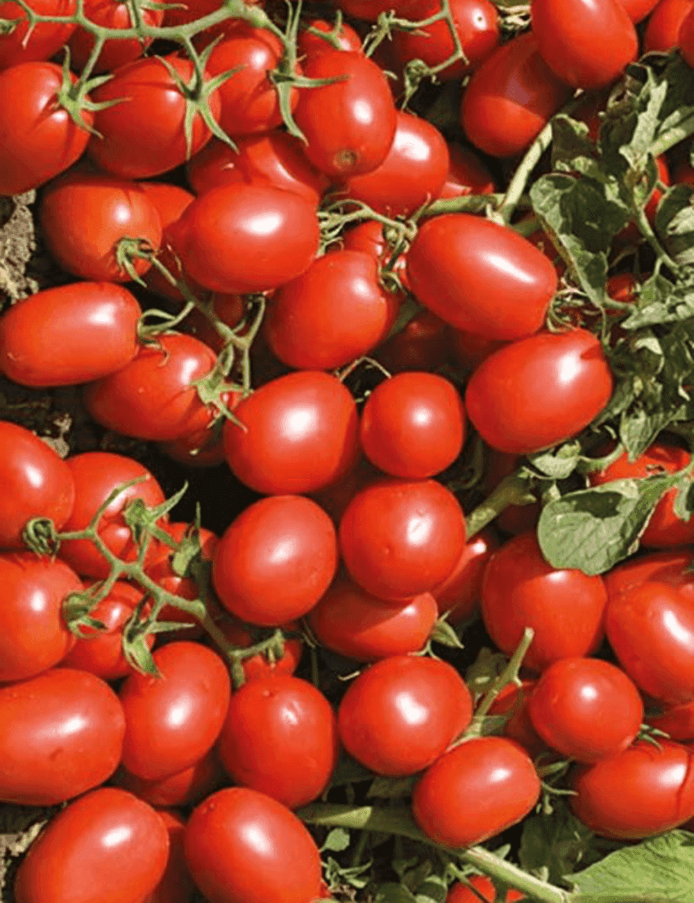 Freilandtomate Advance F1 Prec. Unbehandelt