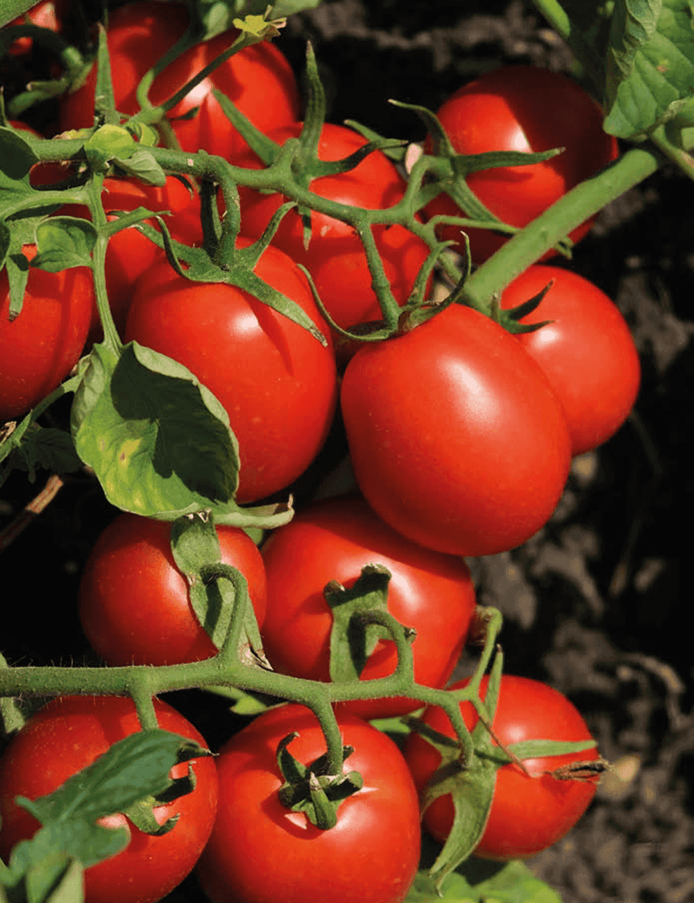 Tomate N 6438 Prec. Unbehandelt