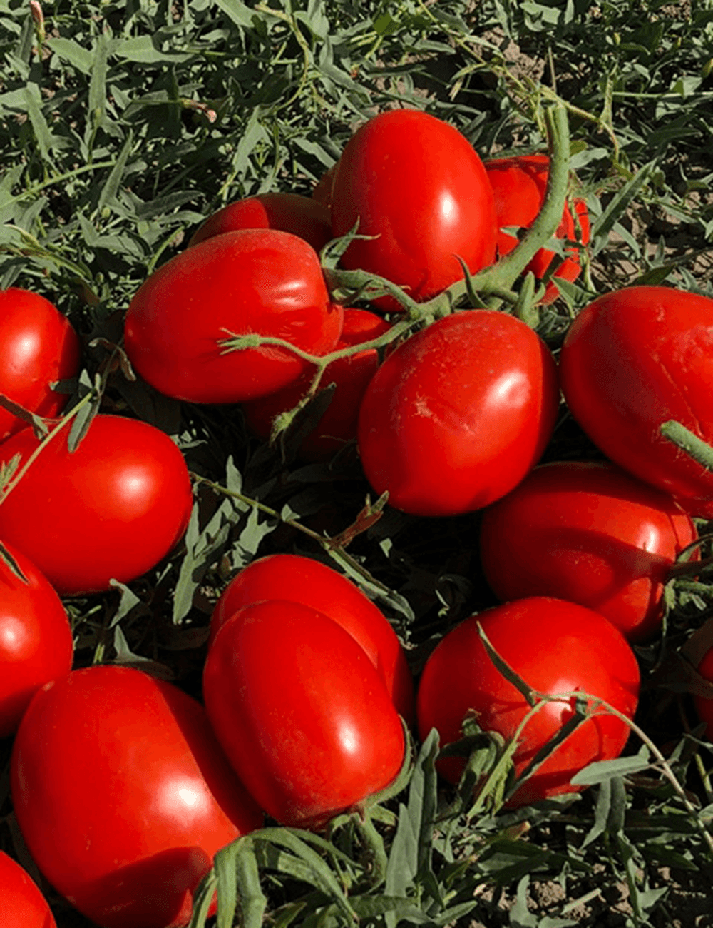 Tomate Freiland Dask F1 Prec. Unbehandelt