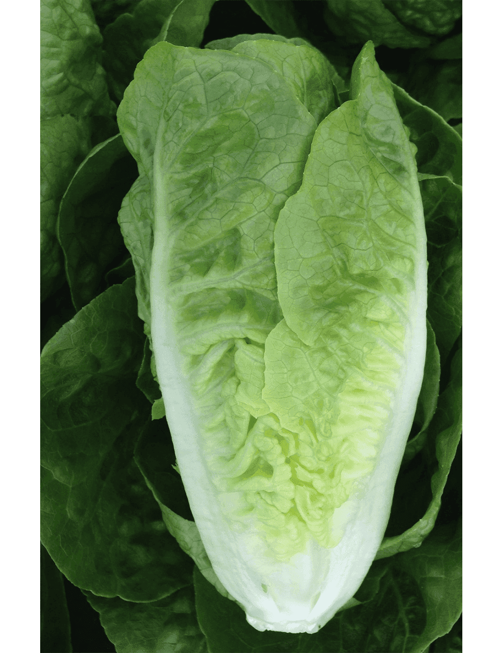 Salat Rubyglace Umhüllung F1