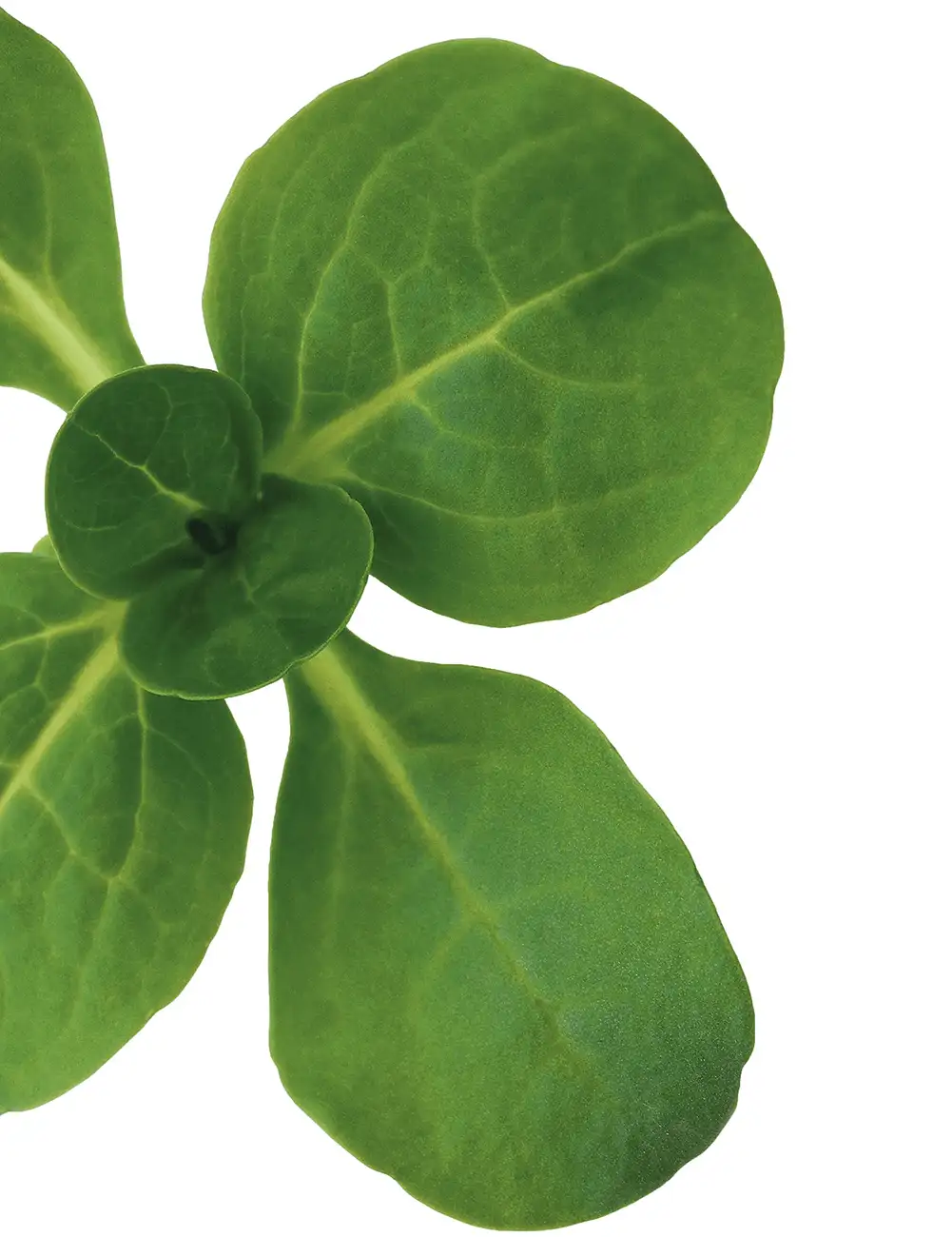 Canyon Prec. Lamb's Lettuce Untreated F1