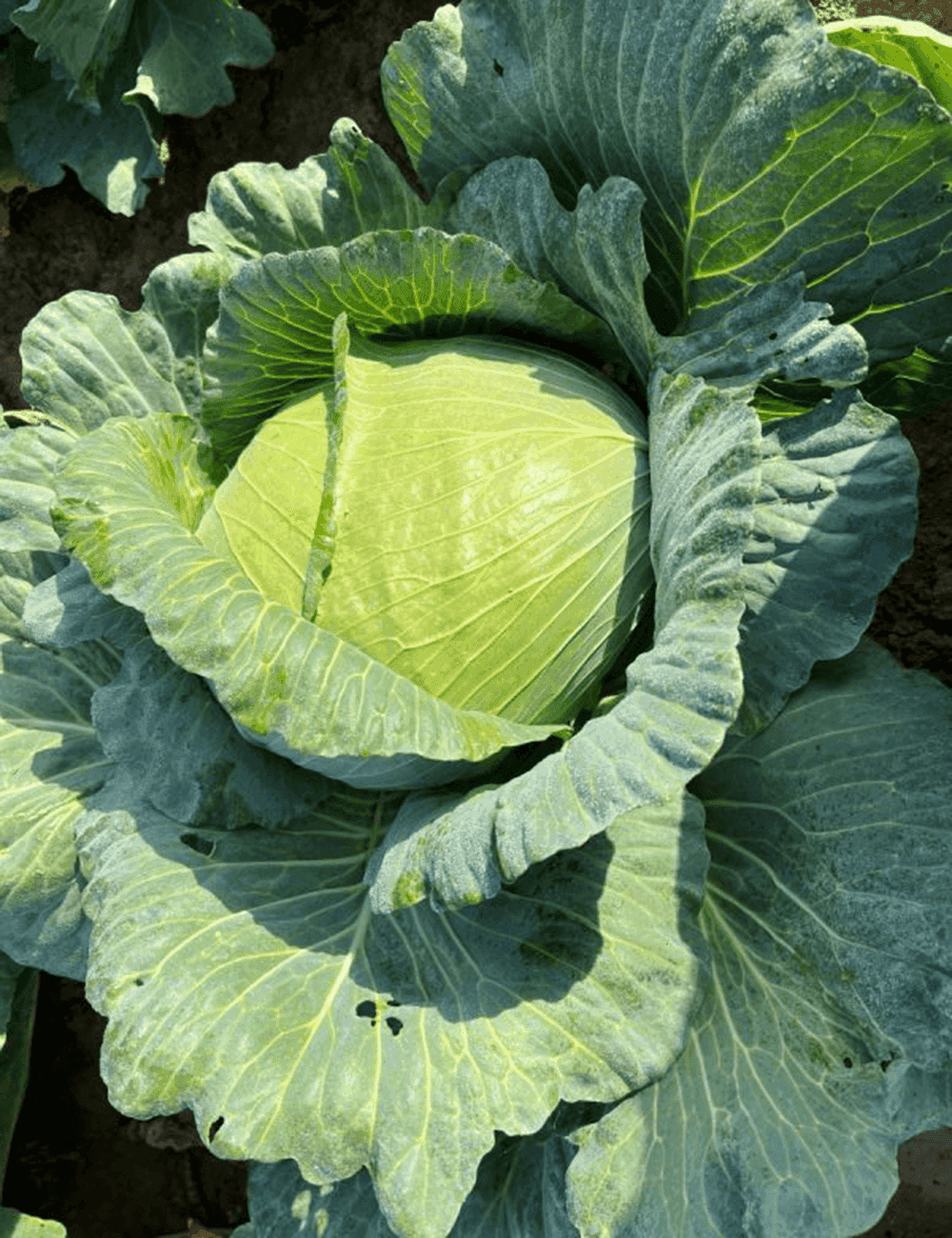 Kohl Saturn 45 F1 Prec.