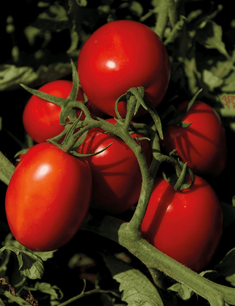 Tomate Sv8840 TM