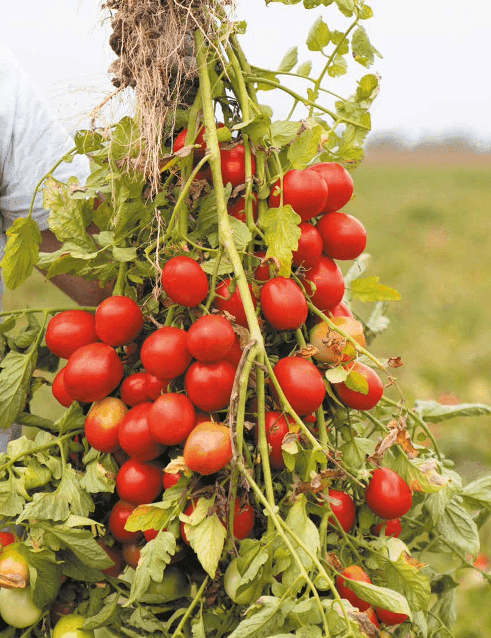 Tomate Barrick