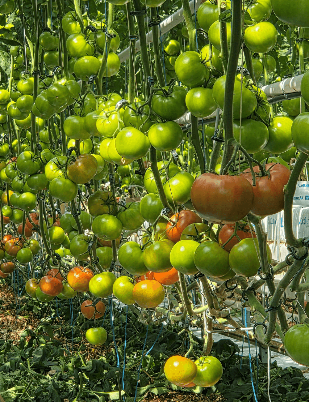 Tomate Kornati F1