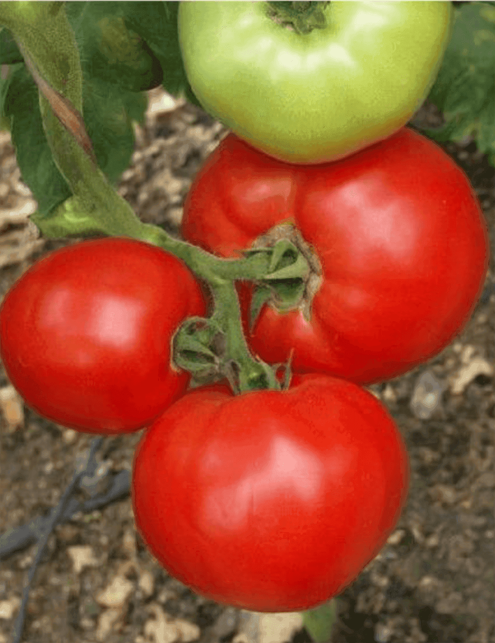 Tomate Mirsini