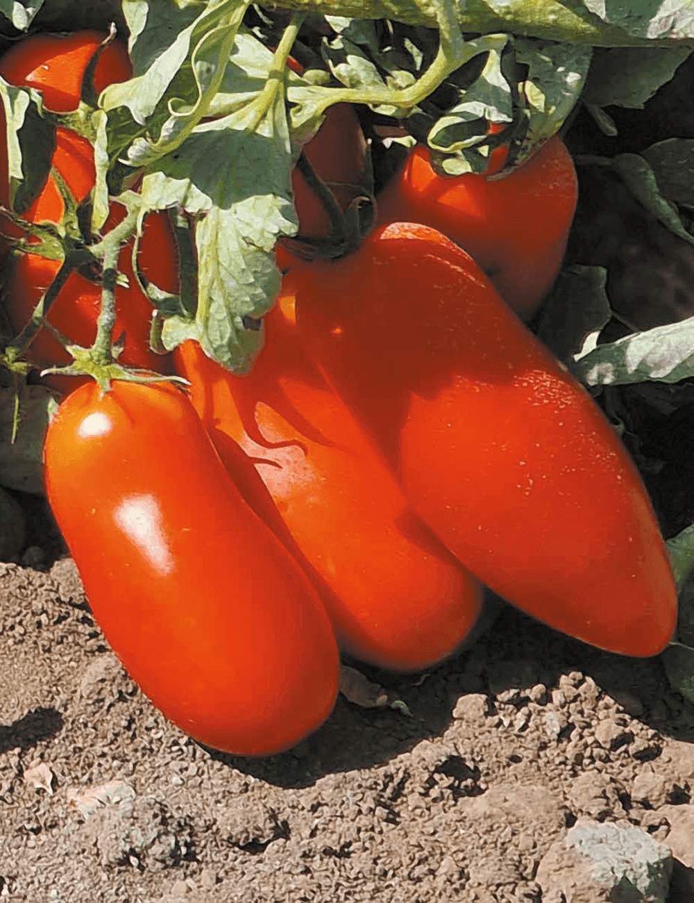 Tomate Eventus