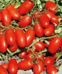 Tomate Sv5197 TP
