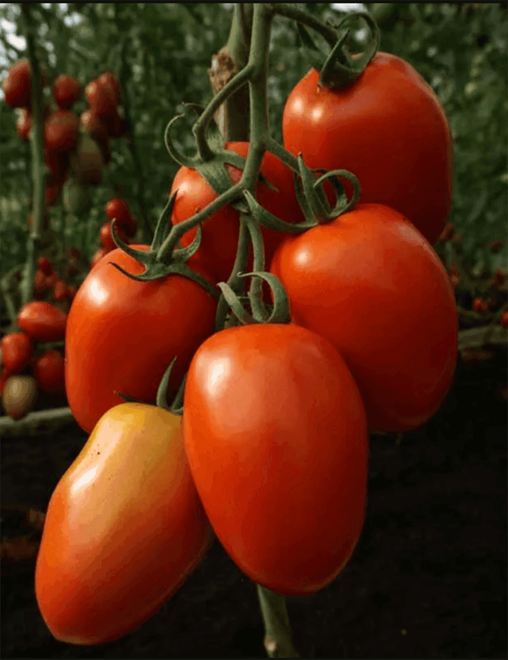 Tomate Granadero Organic F1