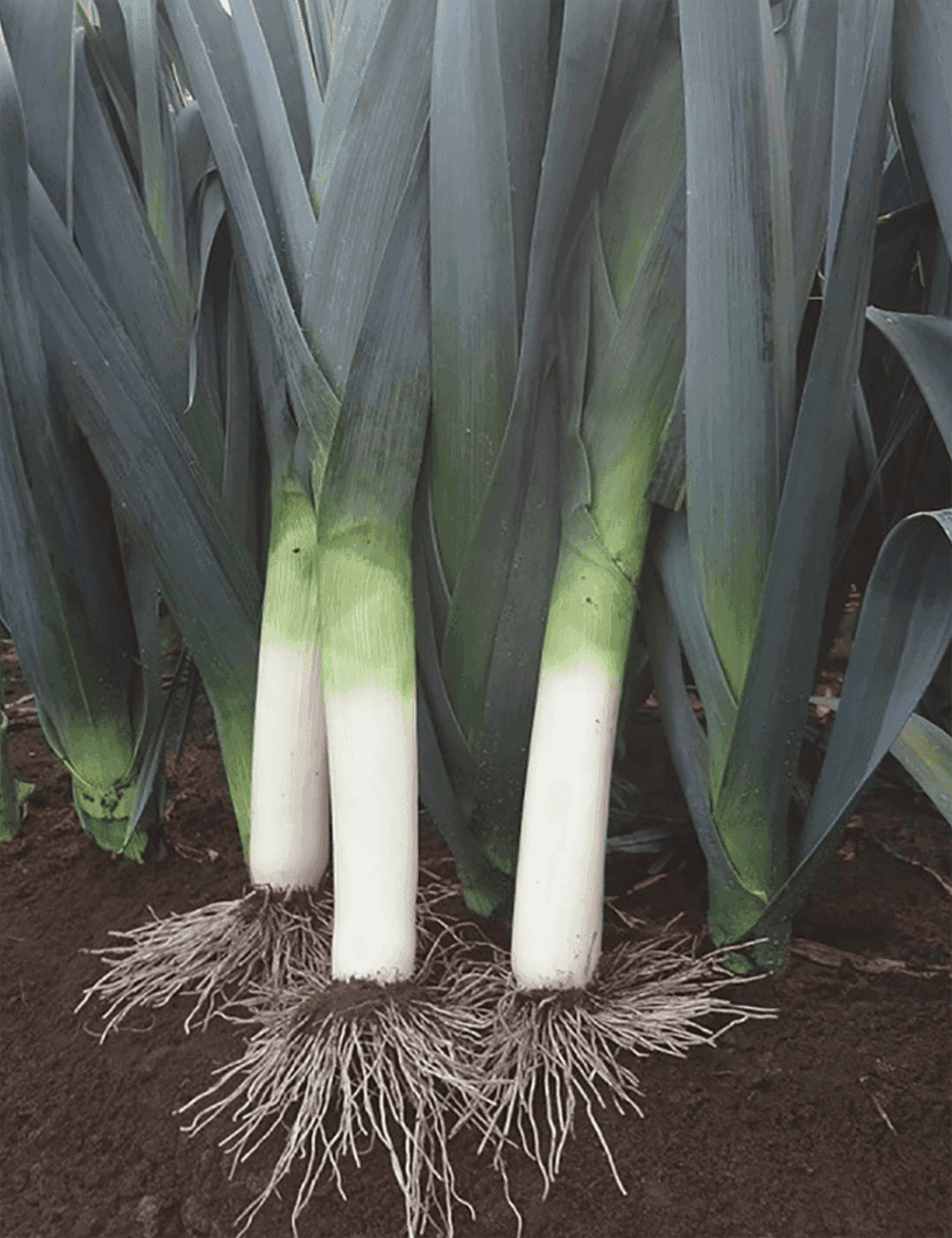 Lauch Cherokee Prec. Organic