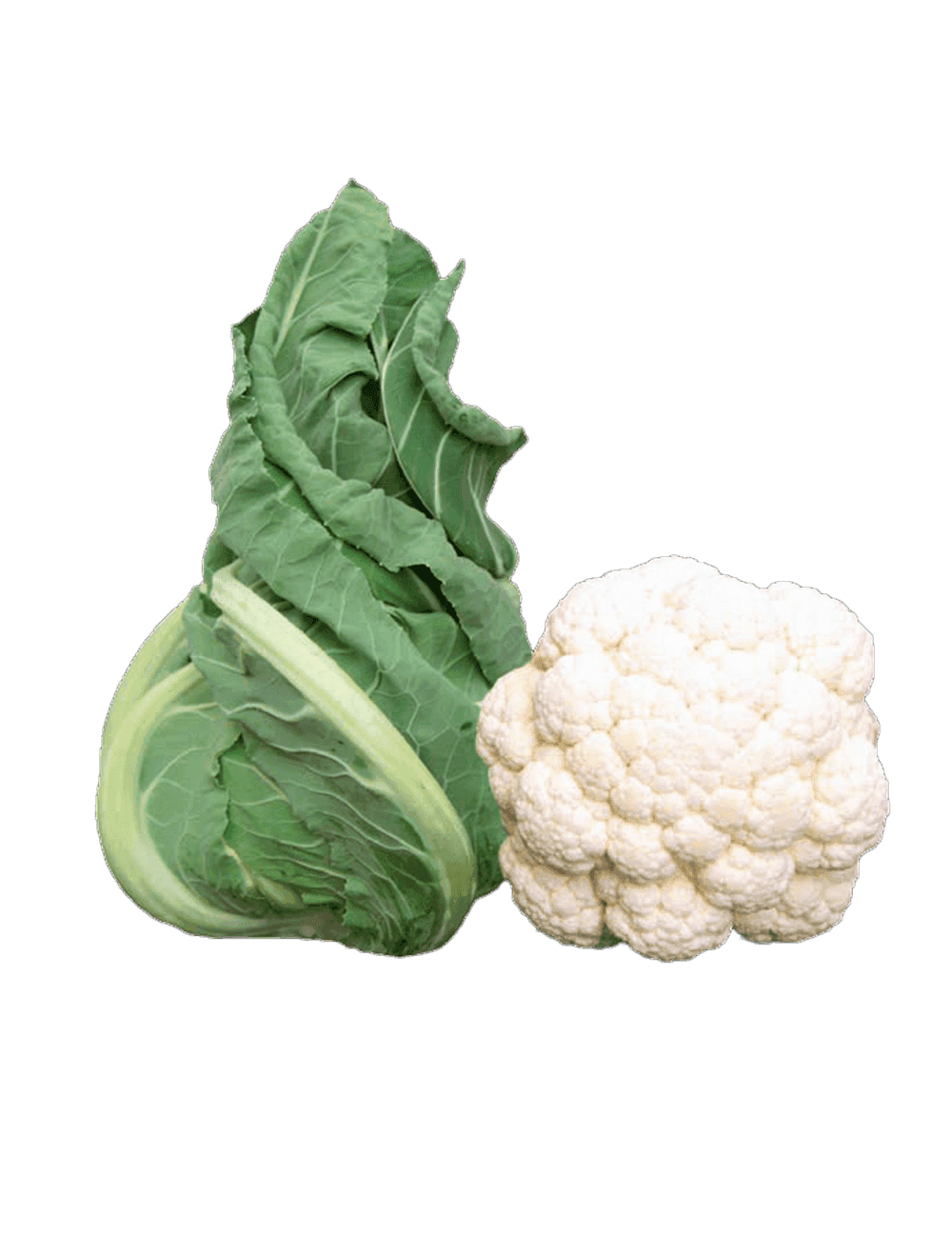 Cauliflower Whiton