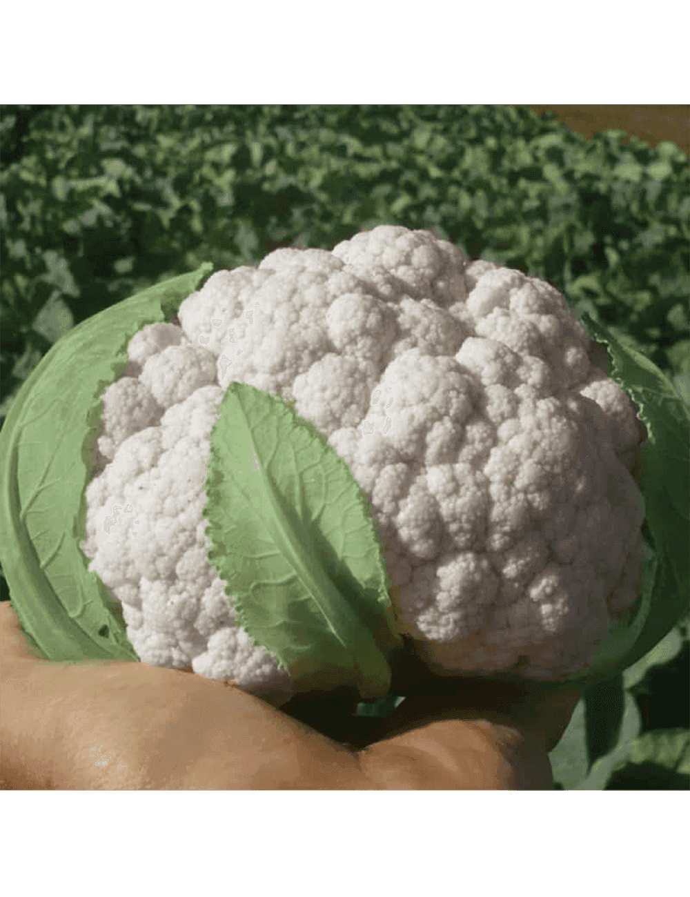 Cauliflower Faston F1