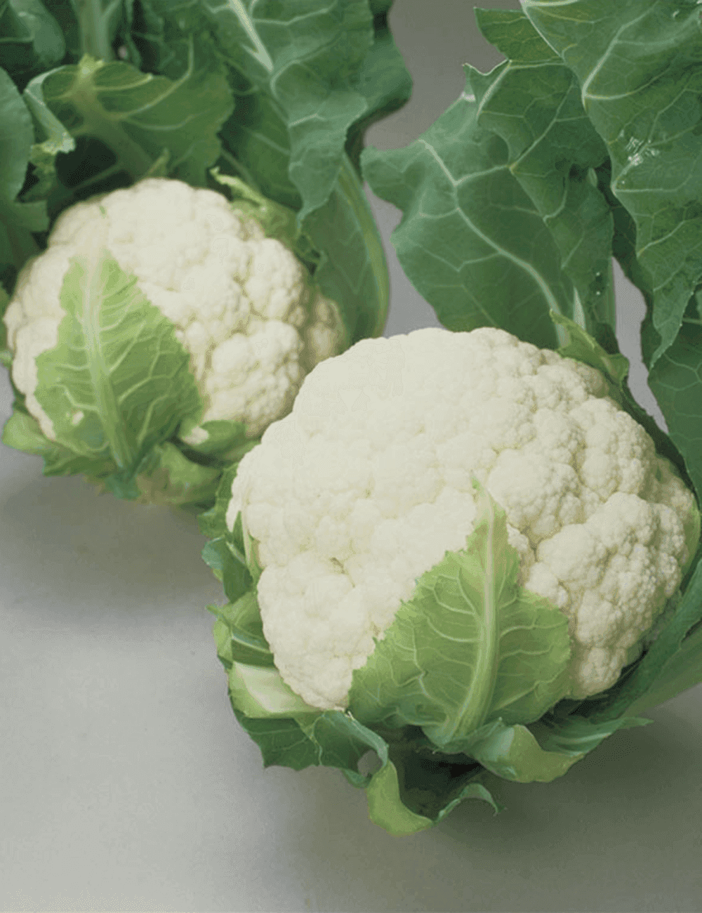 Cauliflower White Excel