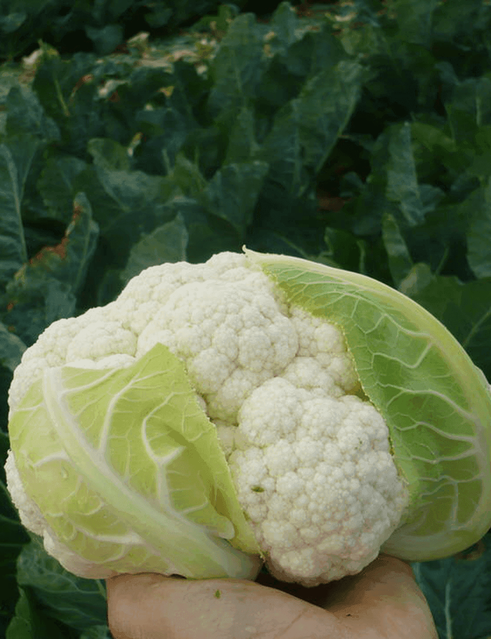 Cauliflower Jericho F1