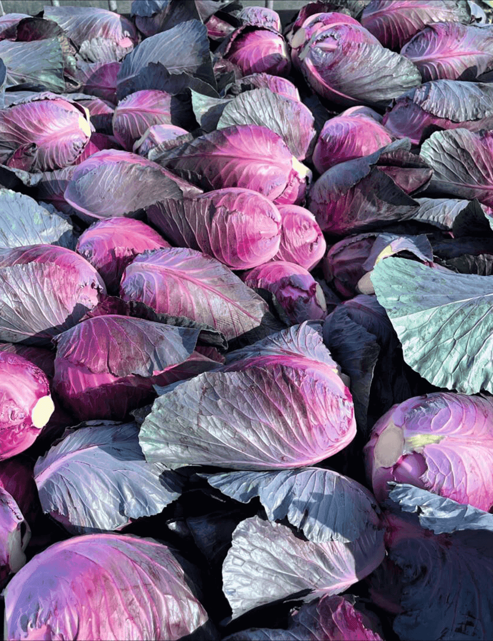 Kohl Spitzkohl Red Power Prec.