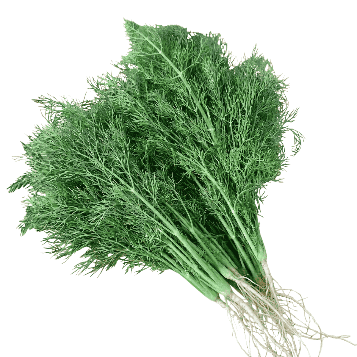 Gartenfenchel Lukullus a
