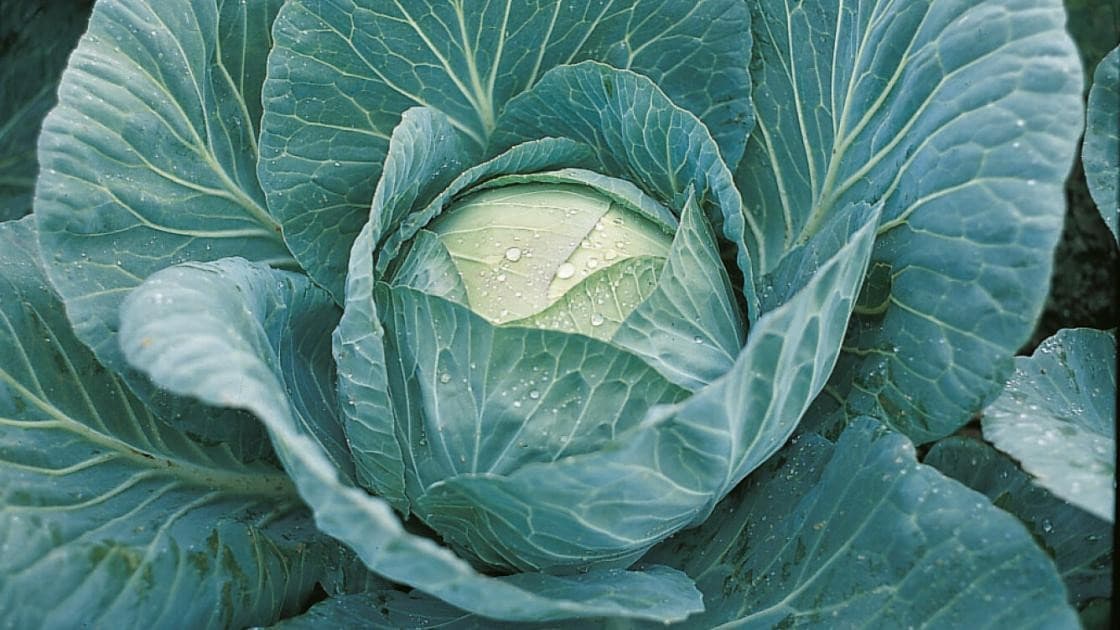 Weißkohl Krautkaiser