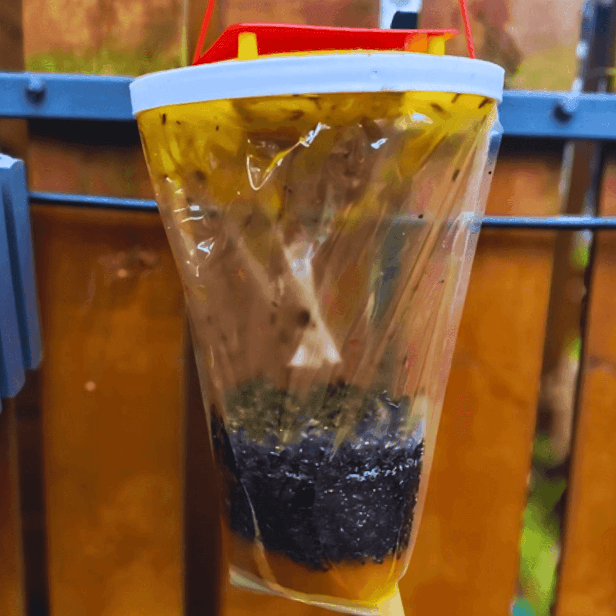 Lockstofffalle für Fliegen und andere Insekten – Beutel mit Lockstoff Focus 6